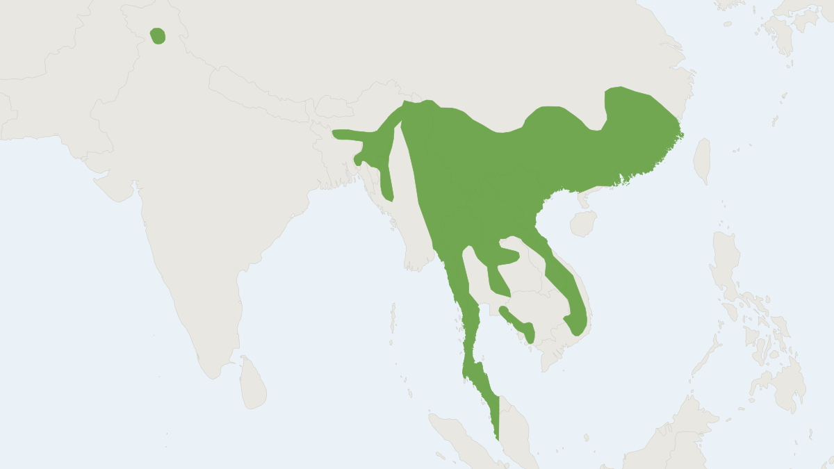 Range map of the Hoary Bamboo Rat (Rhizomys pruinosus)