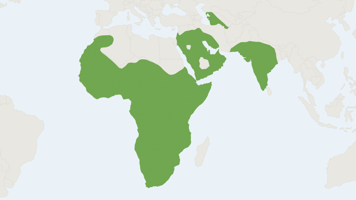 Range map of the Honey Badger (Mellivora capensis) covering Algeria, India and Iran