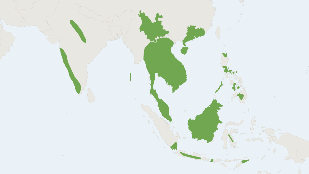 Range map of the Horsfield's Myotis (Myotis horsfieldii)