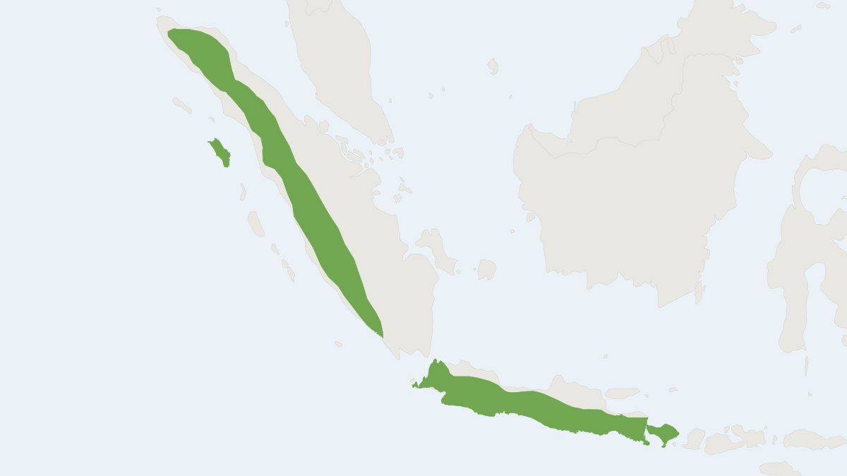 Range map of the Horsfield's Treeshrew (Tupaia javanica)