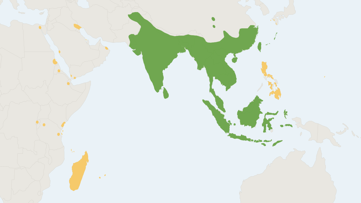 Range map of the House Shrew (Suncus murinus)