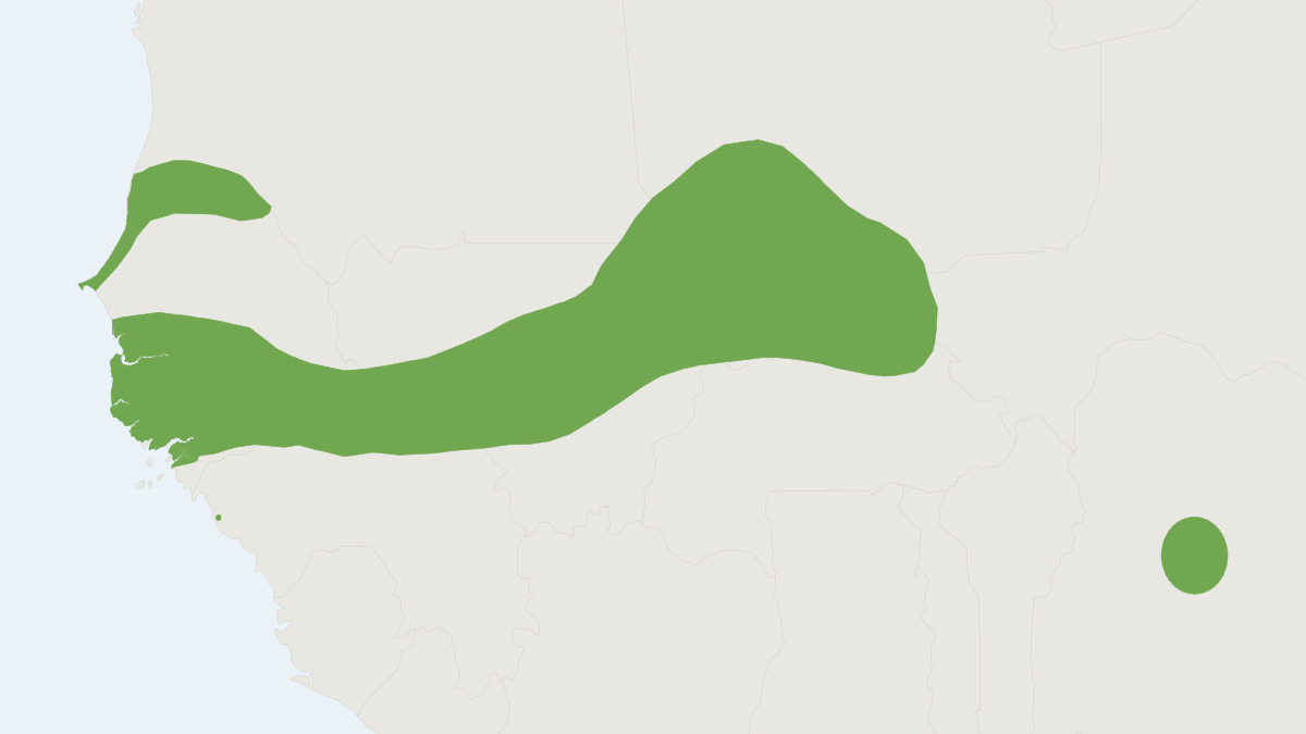 Range map of the Hubert's Mastomys (Mastomys huberti)