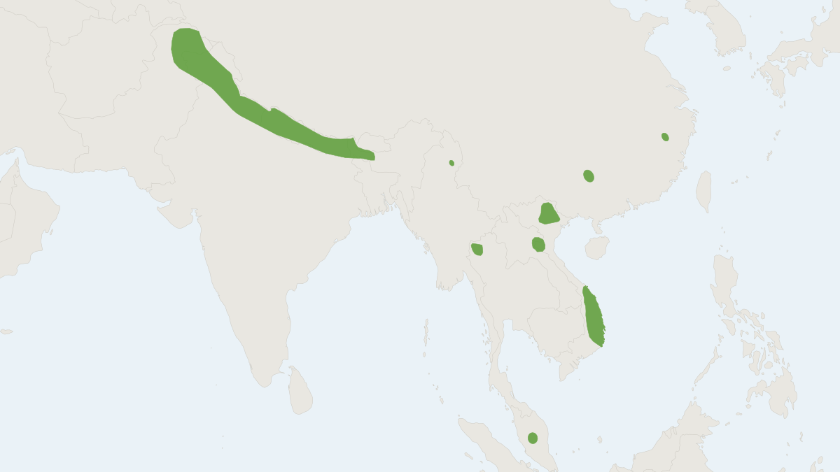 Range map of the Hutton's Tube-nosed Bat (Murina huttoni)