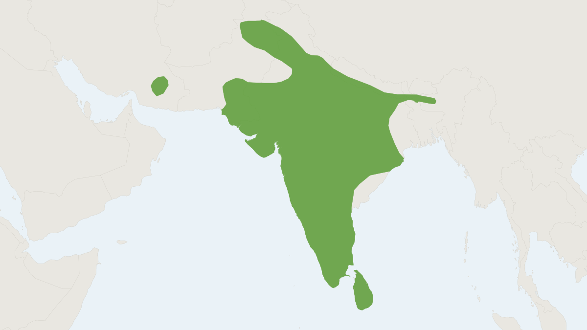 Range map of the Indian Bush-rat (Golunda ellioti)
