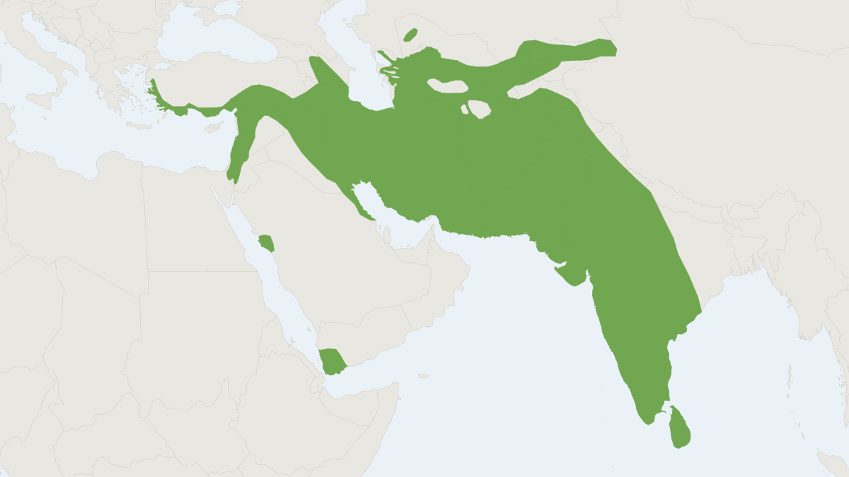 Range map of the Indian Crested Porcupine (Hystrix indica)