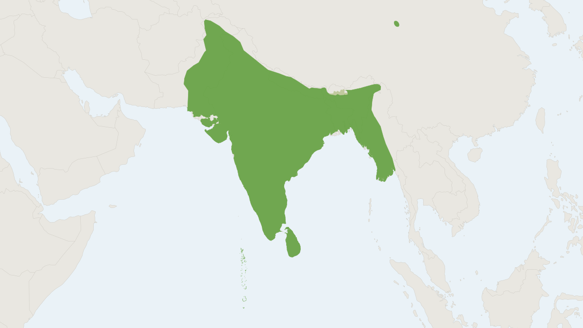Range map of the Indian Flying Fox (Pteropus medius)