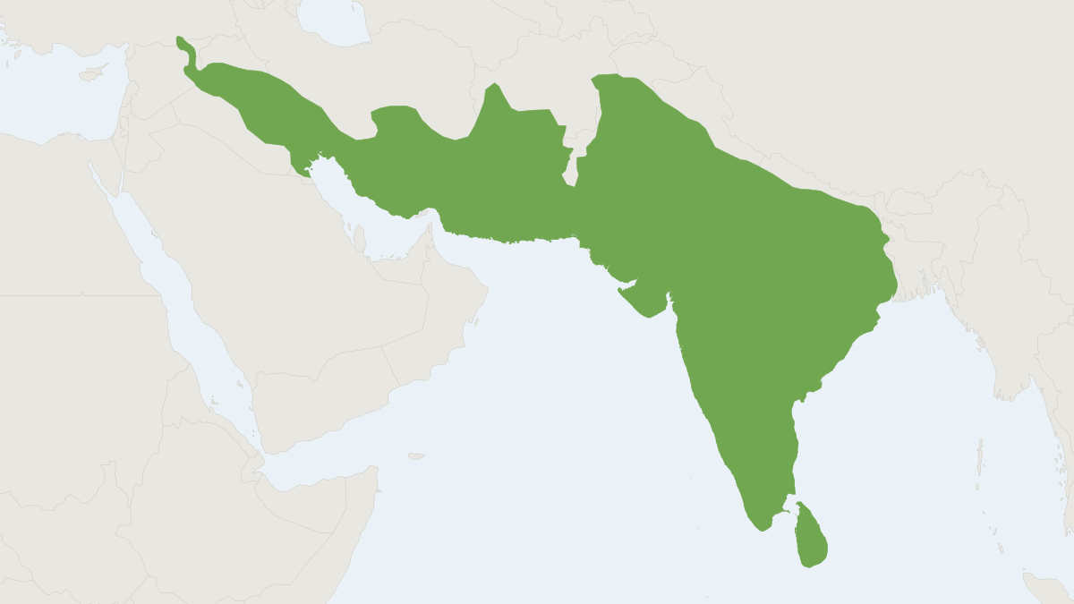 Range map of the Indian Gerbil (Tatera indica)