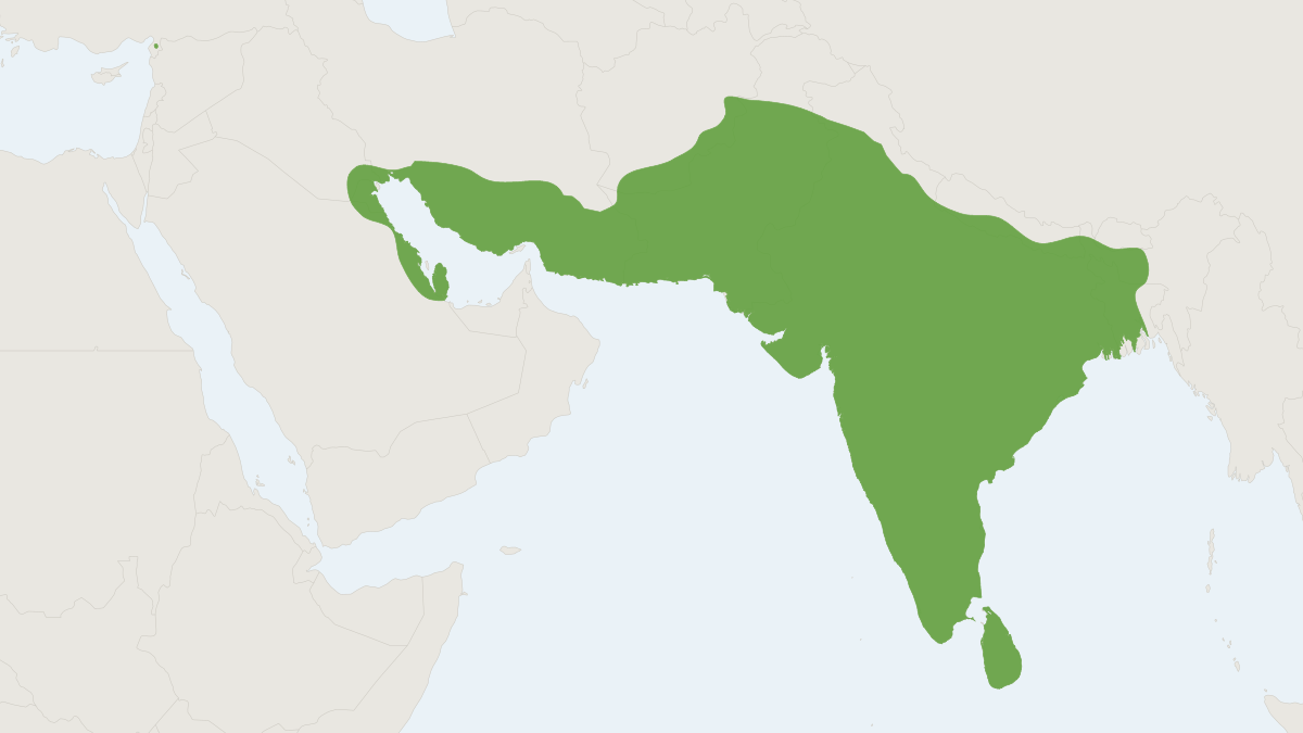 Range map of the Indian Grey Mongoose (Urva edwardsii)