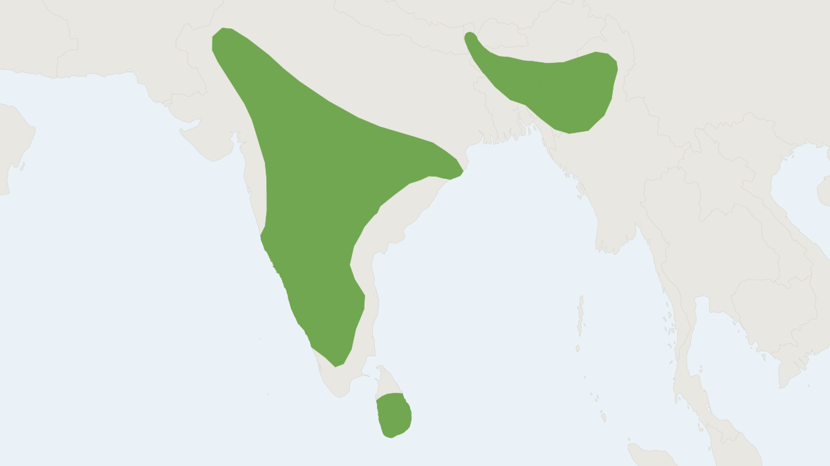 Range map of the Indian Leaf-nosed Bat (Hipposideros lankadiva)