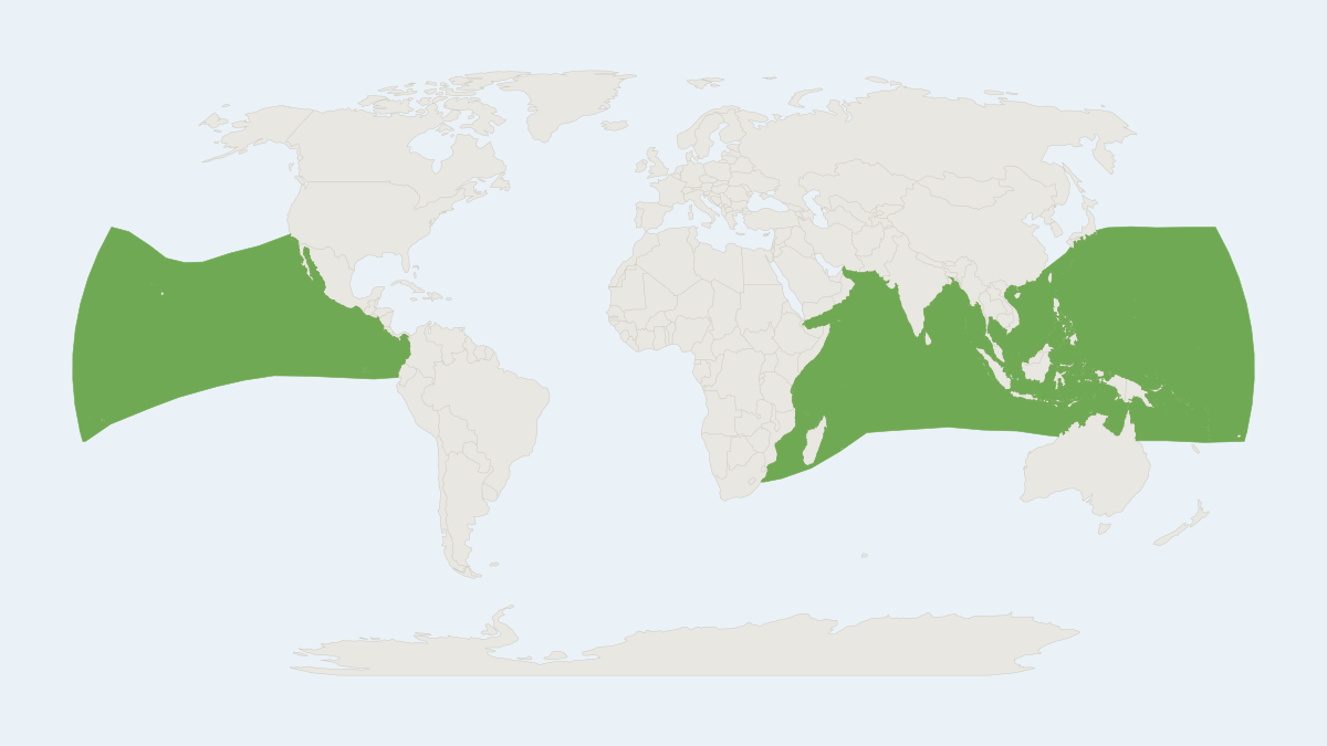 Range map of the Indo-Pacific Beaked Whale (Indopacetus pacificus)