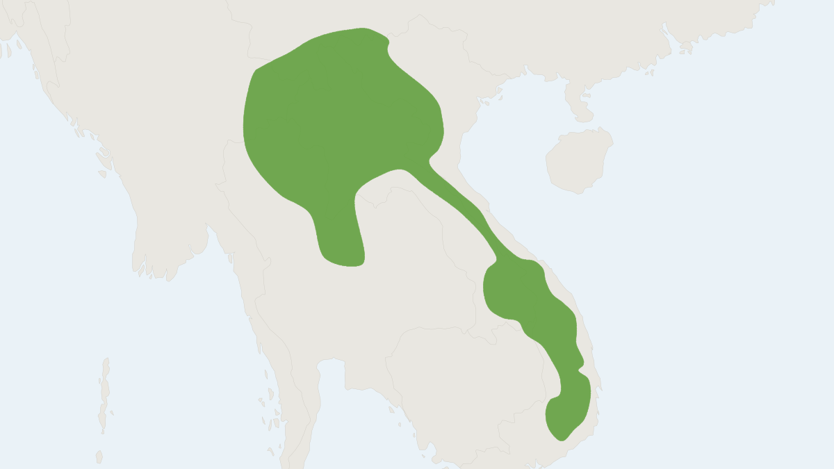 Range map of the Indochinese Chiromyscus (Chiromyscus chiropus) covering Cambodia, Laos and Vietnam