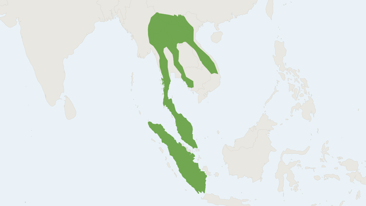 Range map of the Indomalayan Bamboo Rat (Rhizomys sumatrensis)