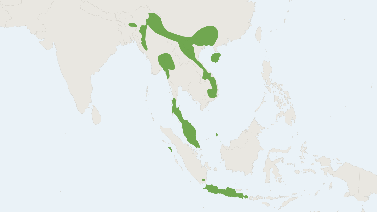 Range map of the Indomalayan Pencil-tailed Tree Mouse (Chiropodomys gliroides) covering Cambodia, Indonesia and Laos