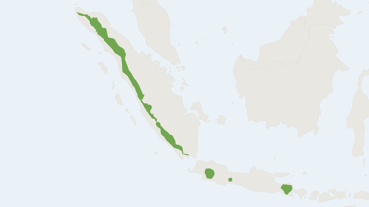 Range map of the Indonesian Mountain Weasel (Mustela lutreolina)