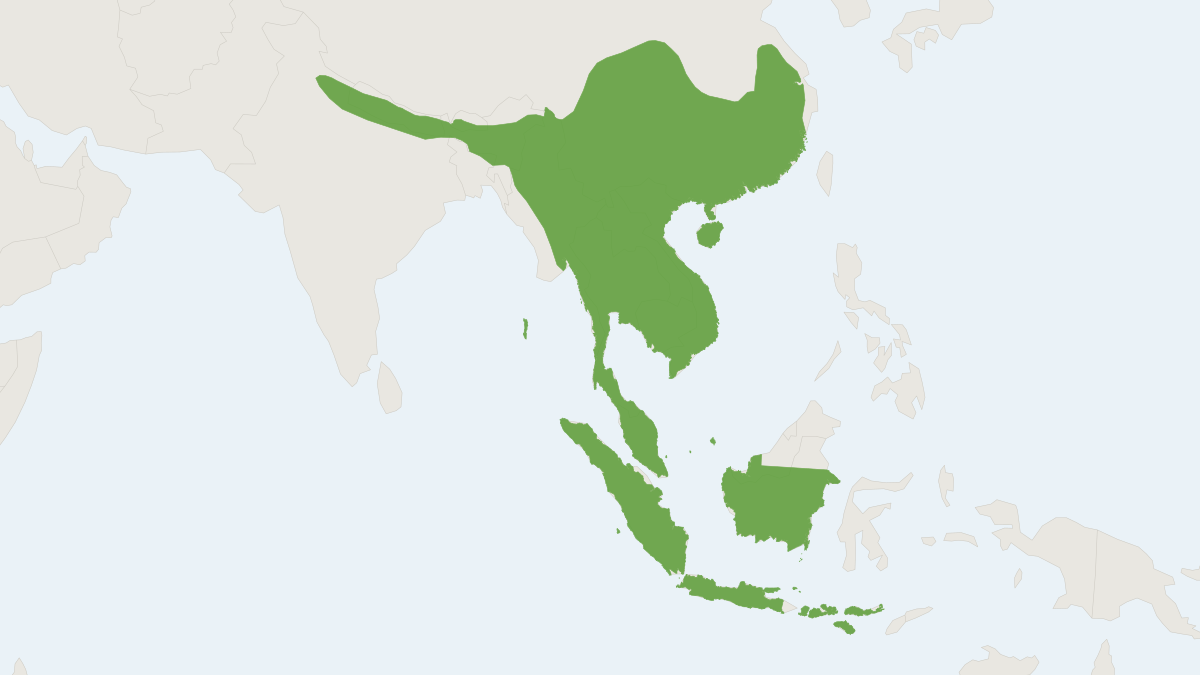 Range map of the Intermediate Horseshoe Bat (Rhinolophus affinis)