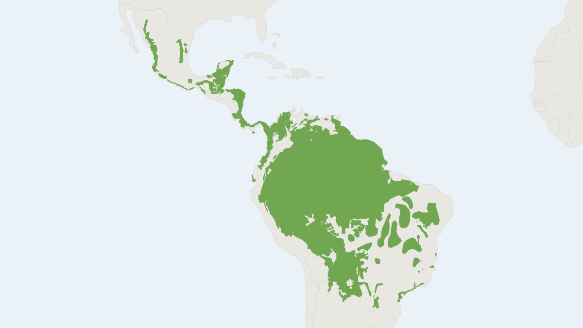 Range map of the Jaguar (Panthera onca) covering Argentina, Belize and Bolivia