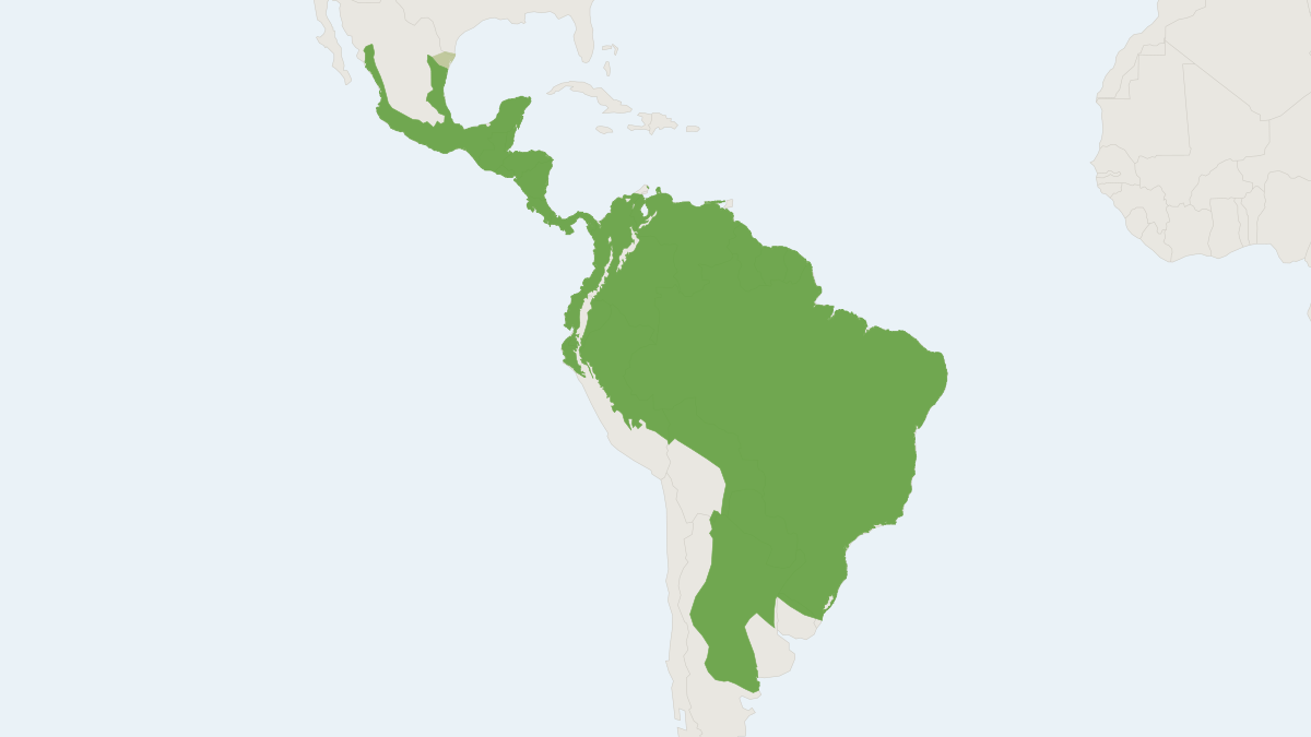 Range map of the Jaguarundi (Herpailurus yagouaroundi) covering Argentina, Mexico and Uruguay