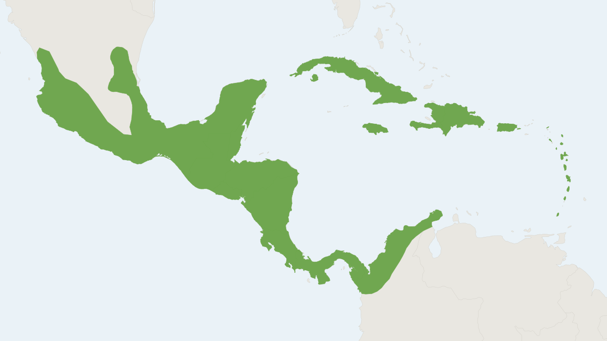 Range map of the Jamaican Fruit-eating Bat (Artibeus jamaicensis)