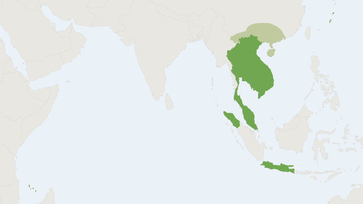 Range map of the Javan Mongoose (Urva javanica)