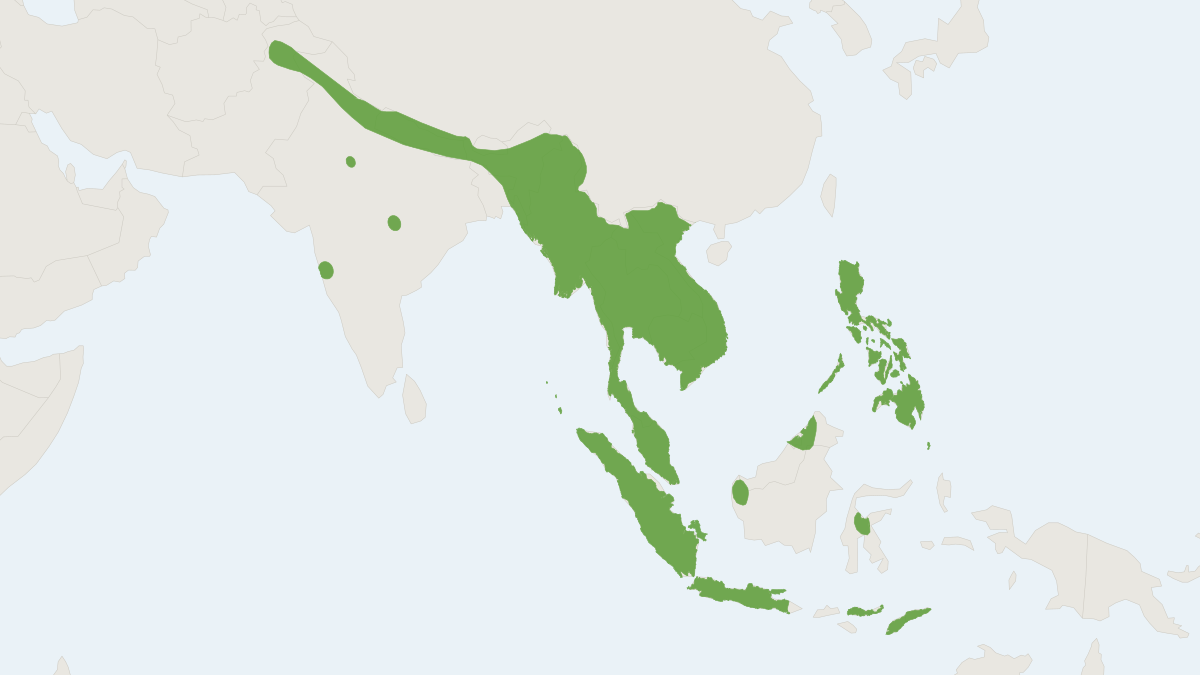 Range map of the Javan Pipistrelle (Pipistrellus javanicus)