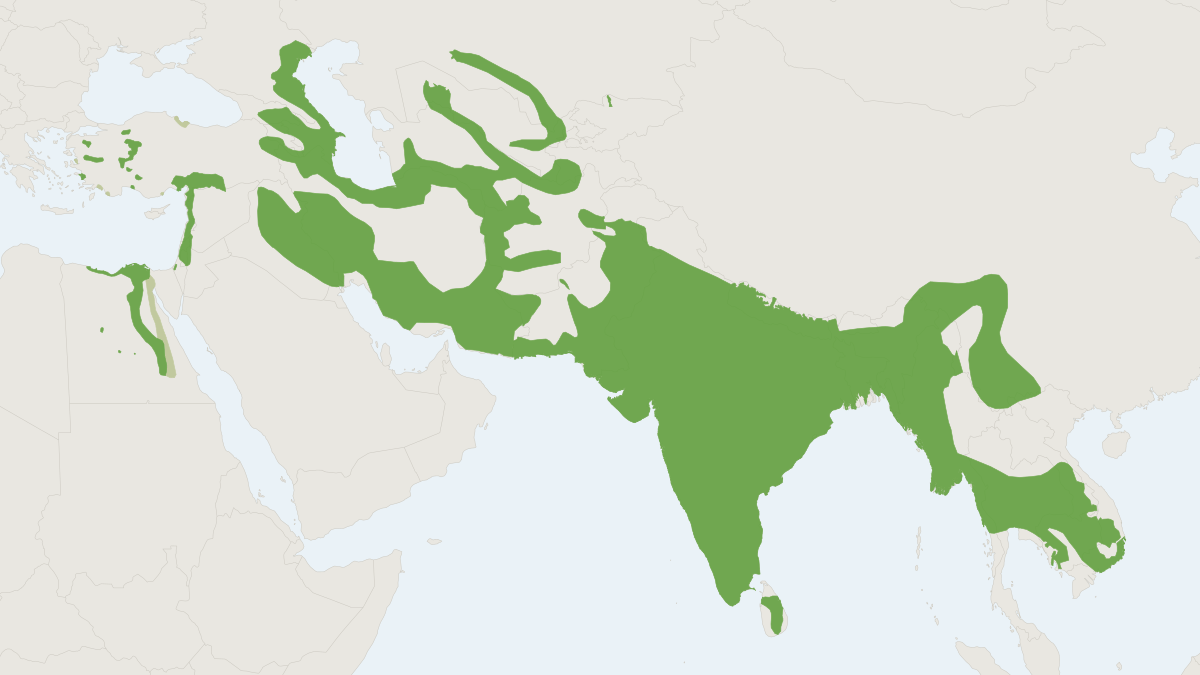 Range map of the Jungle Cat (Felis chaus)