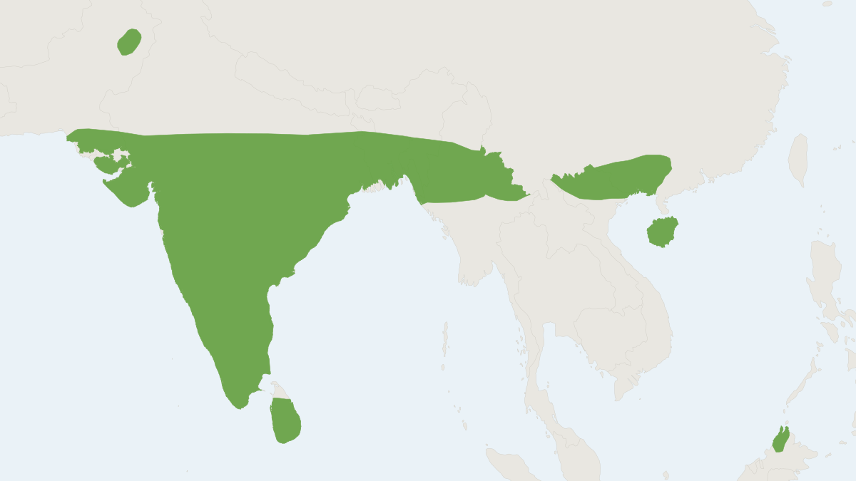 Range map of the Kelaart's Pipistrelle (Pipistrellus ceylonicus)