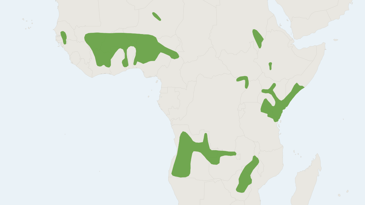Range map of the Kellen's Dormouse (Graphiurus kelleni)