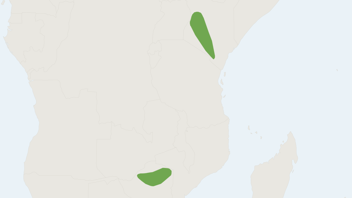 Range map of the Kenyan Big-eared Free-tailed Bat (Tadarida lobata)