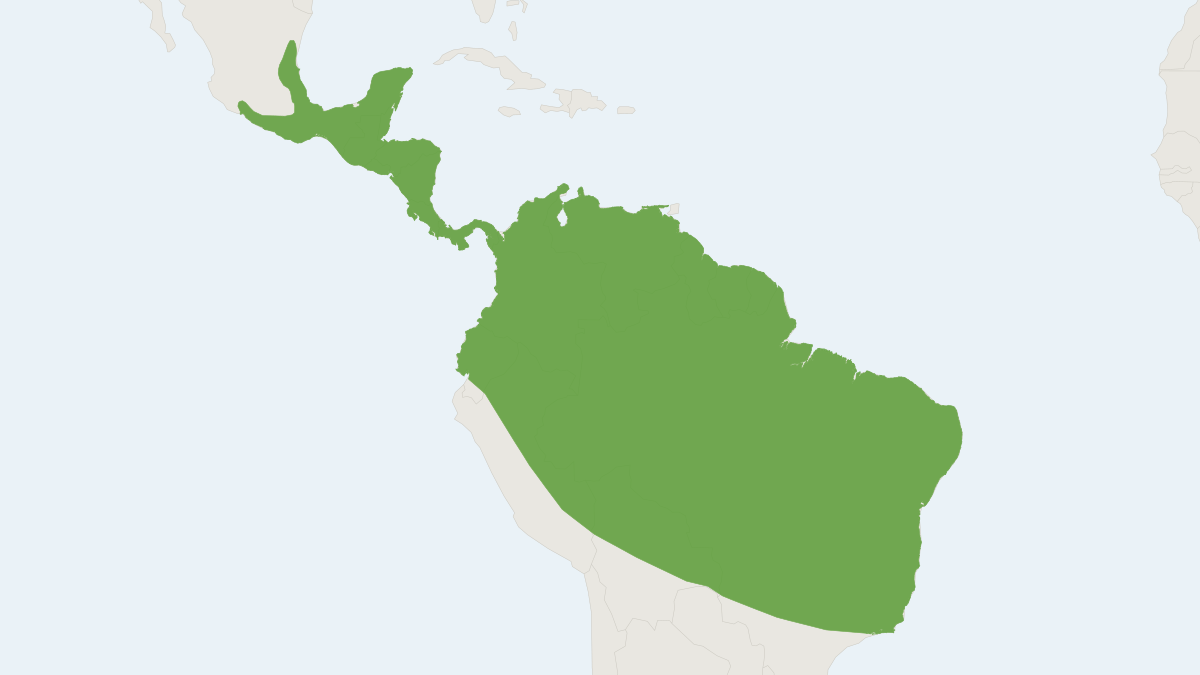 Range map of the Kinkajou (Potos flavus) covering Belize, Bolivia and Brazil