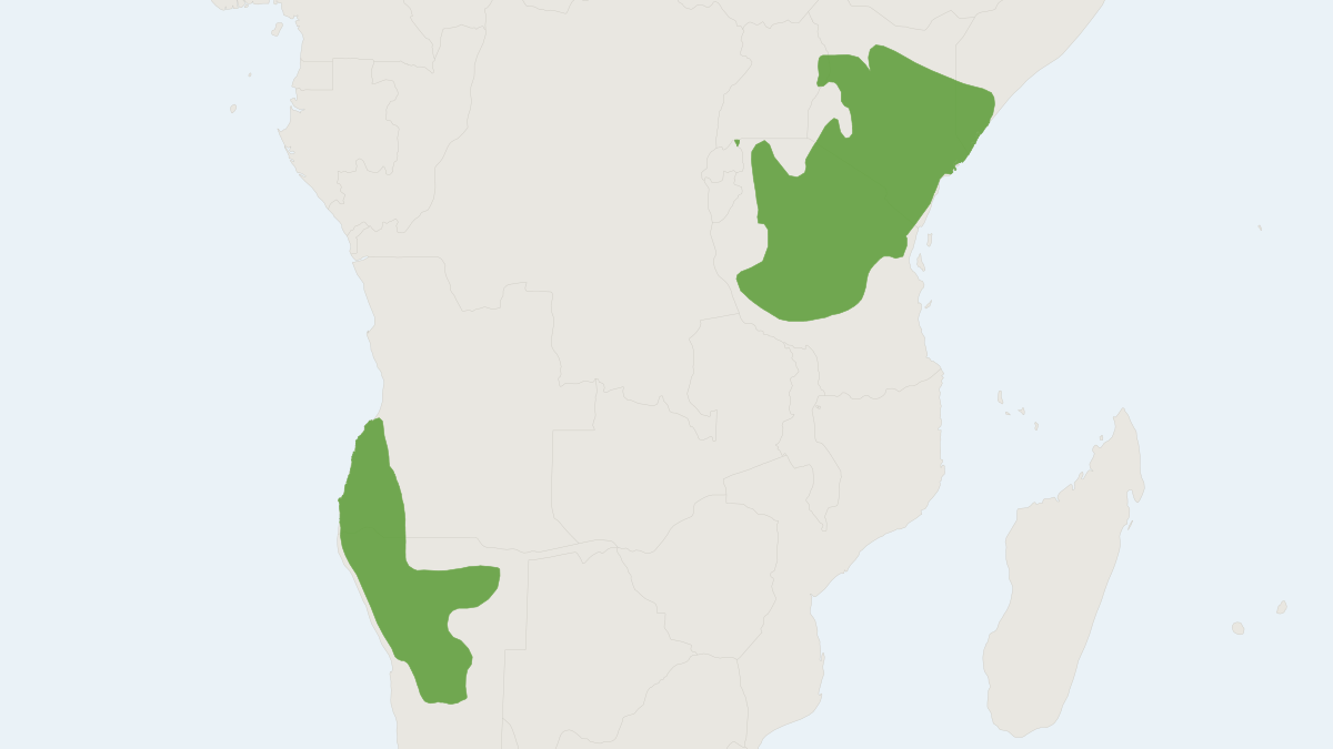 Range map of the Kirk's Dik-dik (Madoqua kirkii)