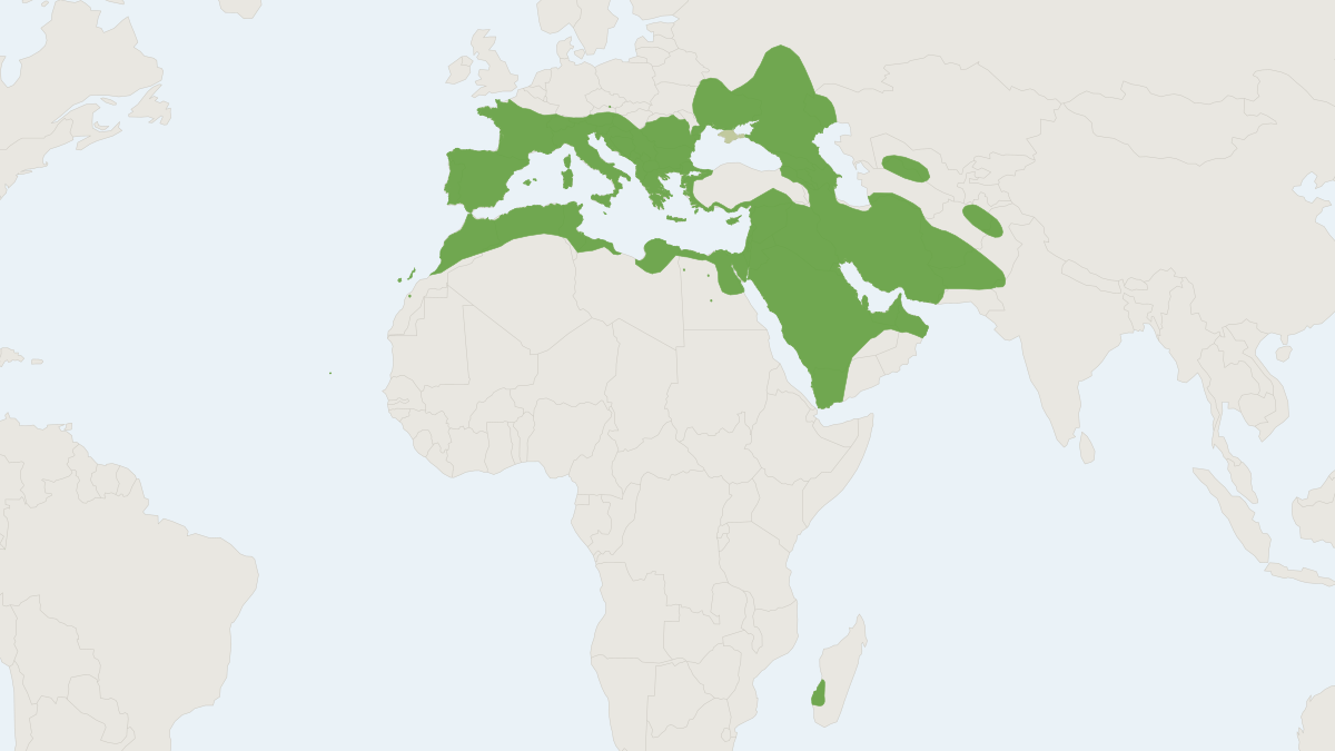 Range map of the Kuhl's Pipistrelle (Pipistrellus kuhlii)