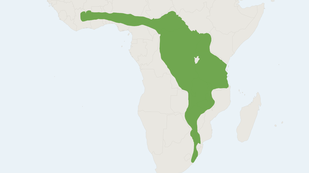 Range map of the Large-eared Giant Mastiff Bat (Otomops martiensseni)