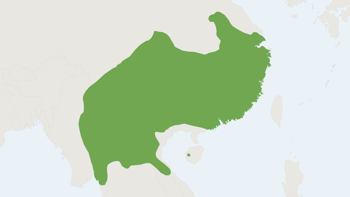 Range map of the Large Myotis (Myotis chinensis)