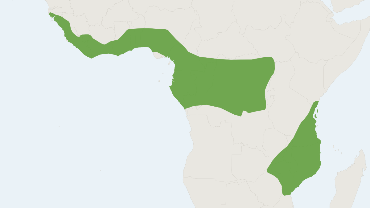 Range map of the Large Slit-faced Bat (Nycteris grandis)