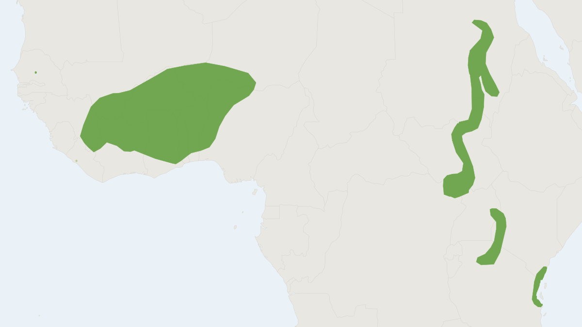 Range map of the Large Wrinkle-lipped Bat (Mops major) covering Angola, Democratic Republic of the Congo and Malawi