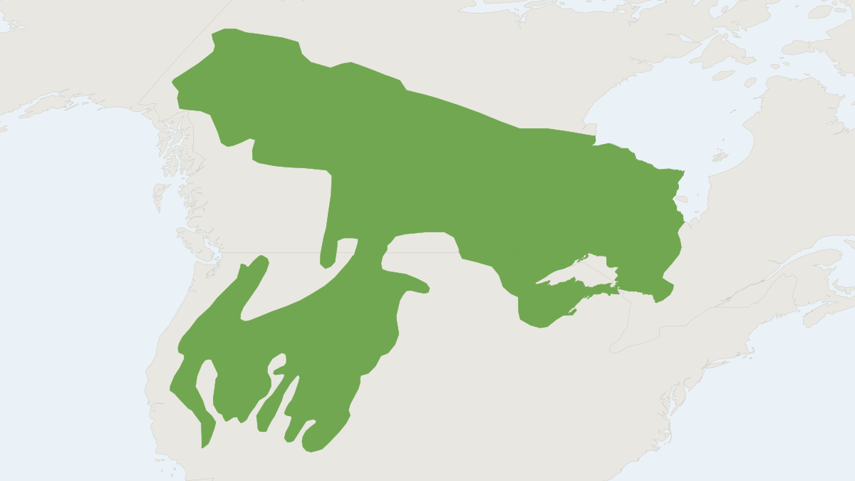 Range map of the Least Chipmunk (Neotamias minimus)