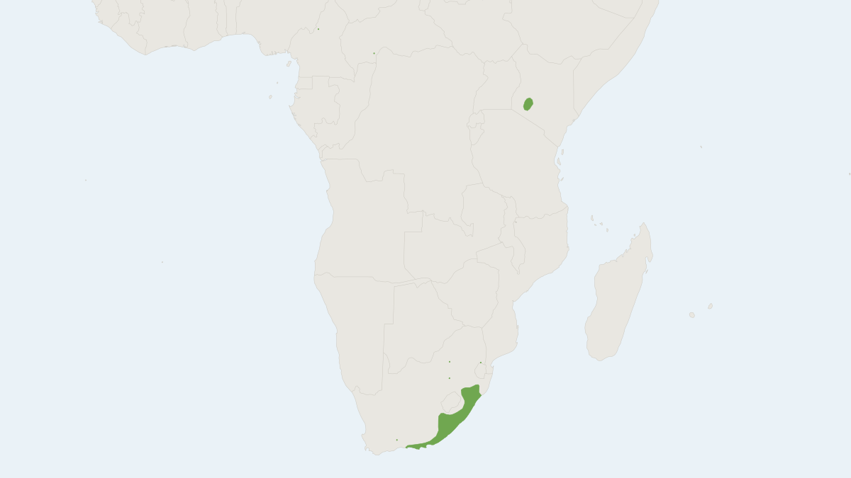 Range map of the Least Dwarf Shrew (Suncus infinitesimus)
