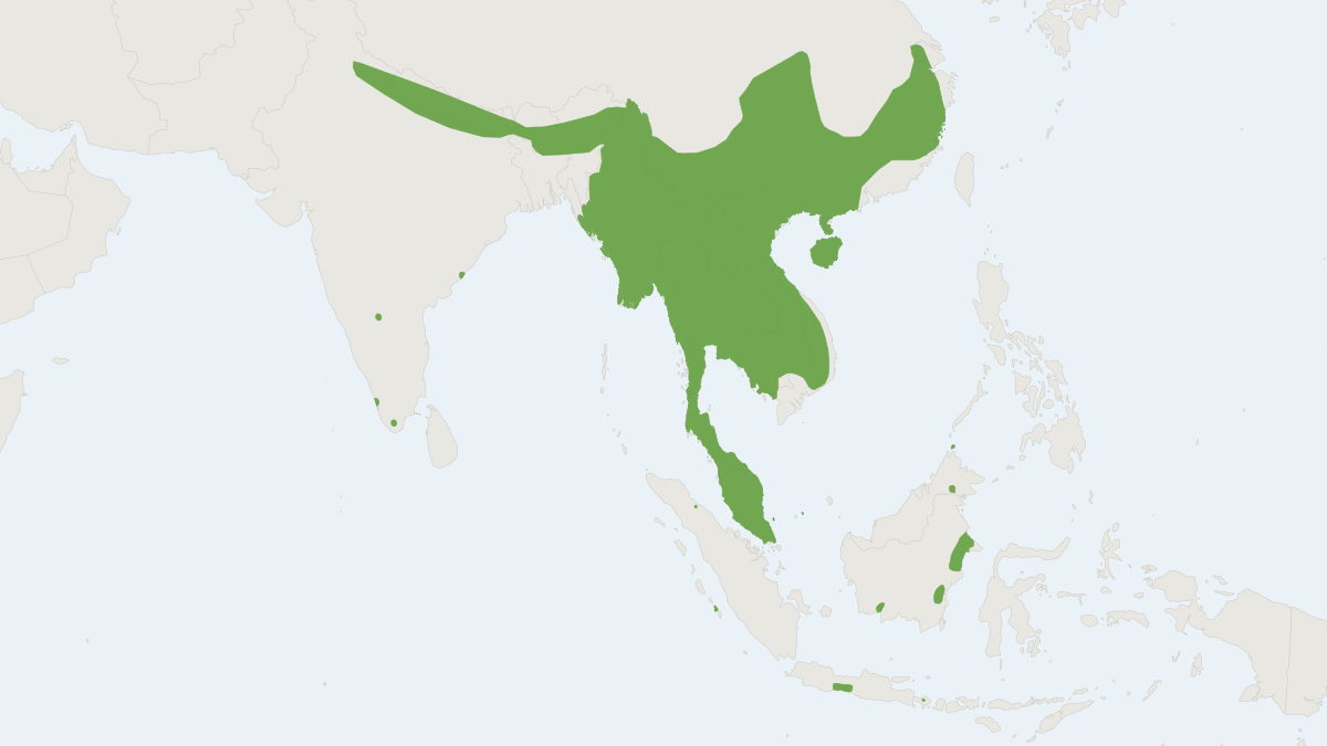 Range map of the Least Horseshoe Bat (Rhinolophus pusillus)