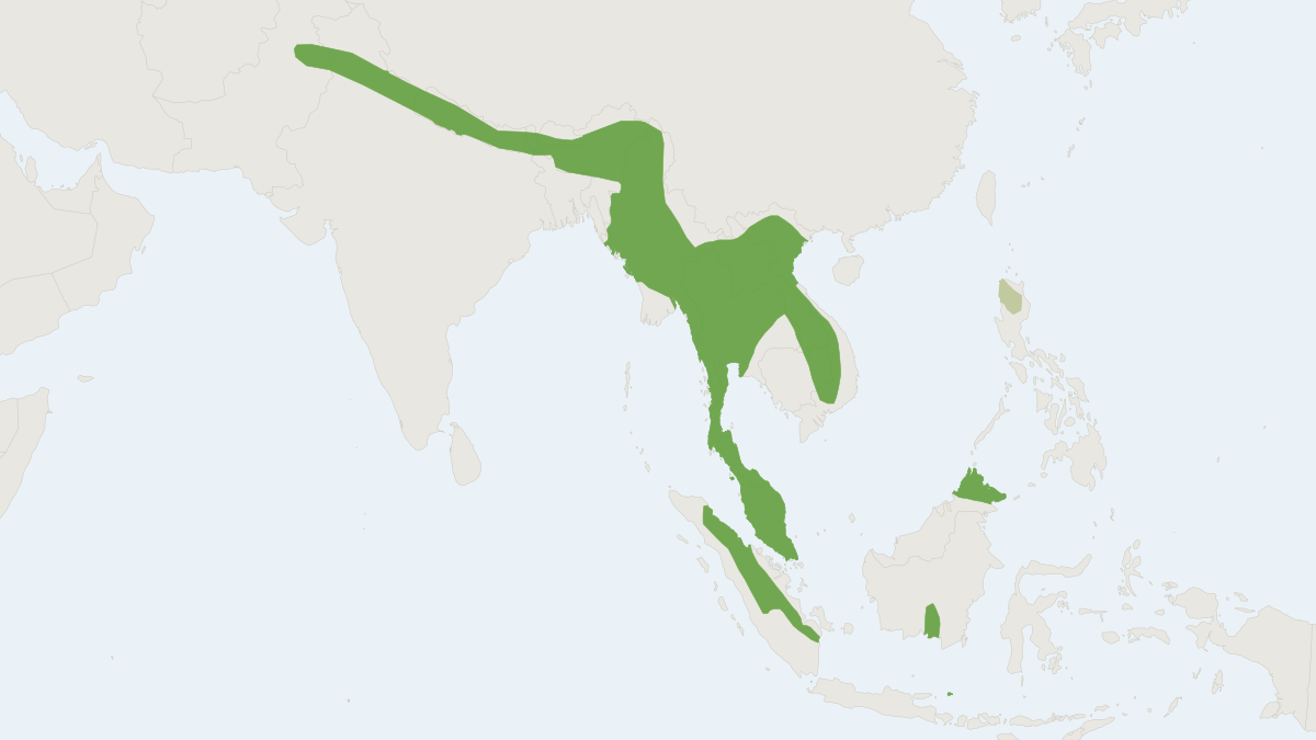 Range map of the Least Leaf-nosed Bat (Hipposideros cineraceus)