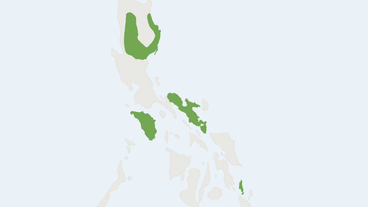 Range map of the Least Philippine Apomys (Apomys musculus) covering Philippines
