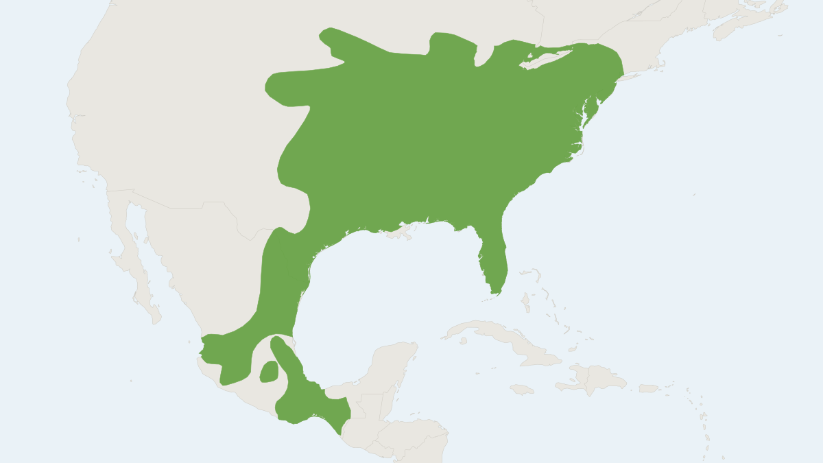 Range map of the Least Shrew (Cryptotis parva)