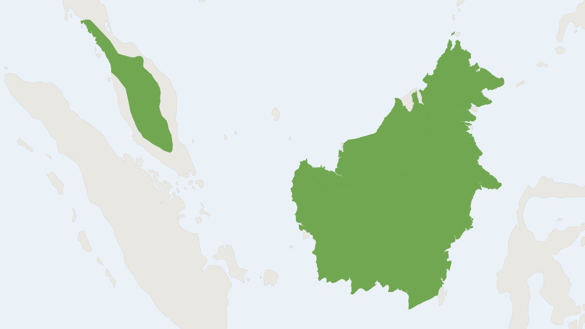 Range map of the Least Woolly Bat (Kerivoula minuta)