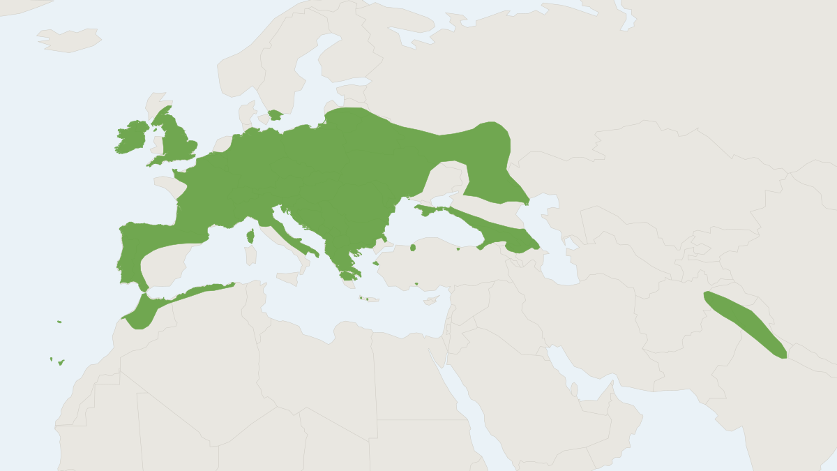 Range map of the Leisler's Bat (Nyctalus leisleri)