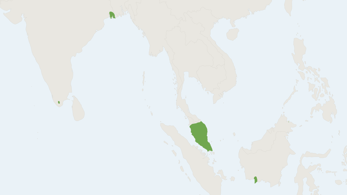 Range map of the Lenis Woolly Bat (Kerivoula lenis)