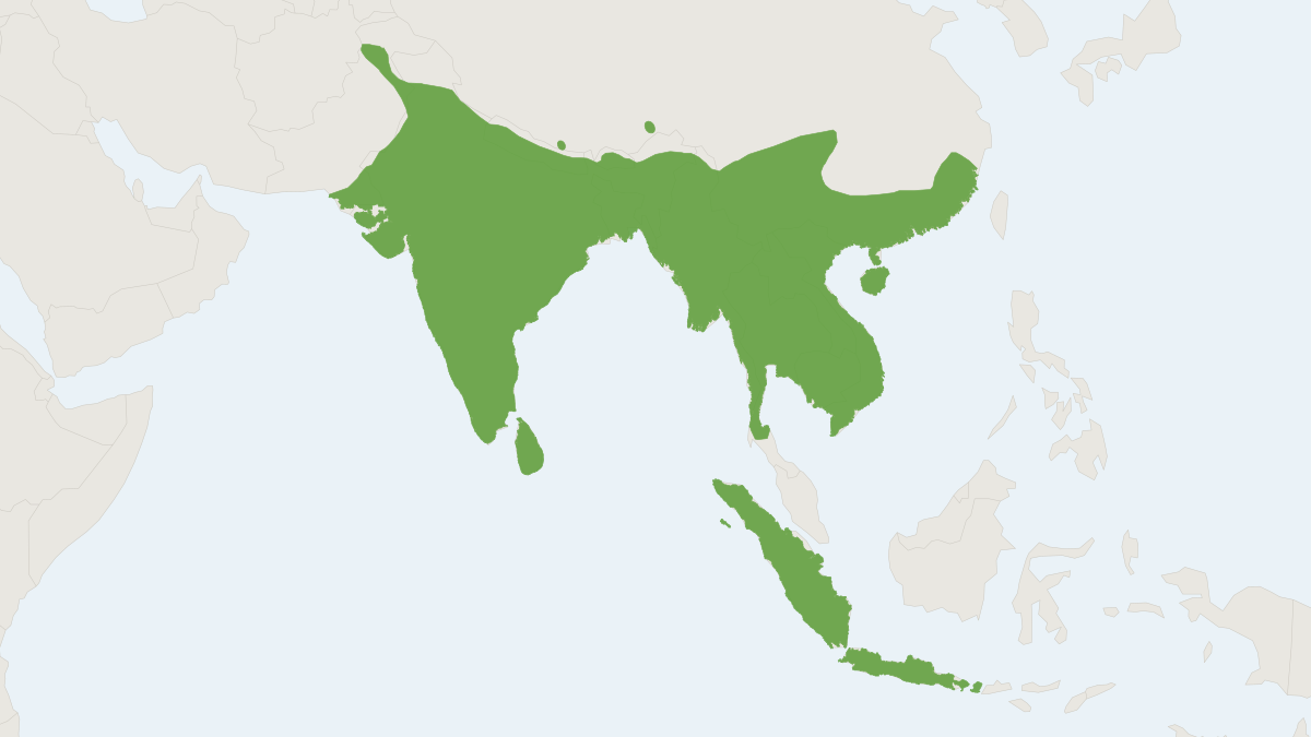 Range map of the Leschenault’s Rousette (Rousettus leschenaultii)
