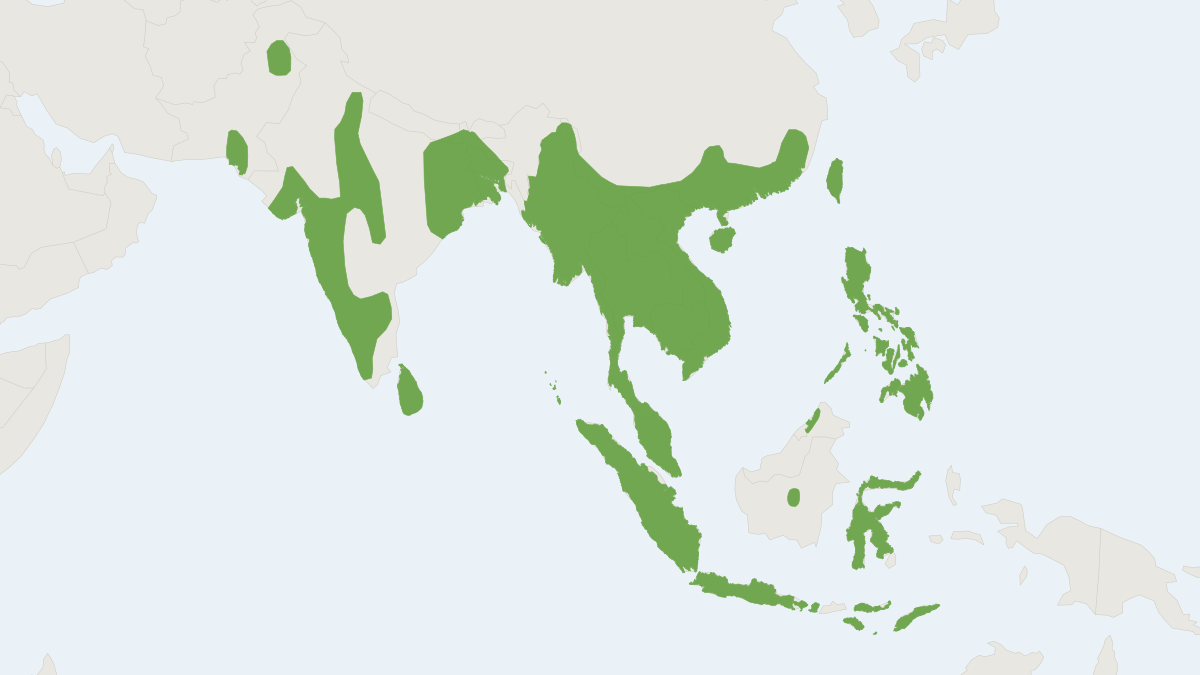 Range map of the Lesser Asiatic Yellow House Bat (Scotophilus kuhlii)