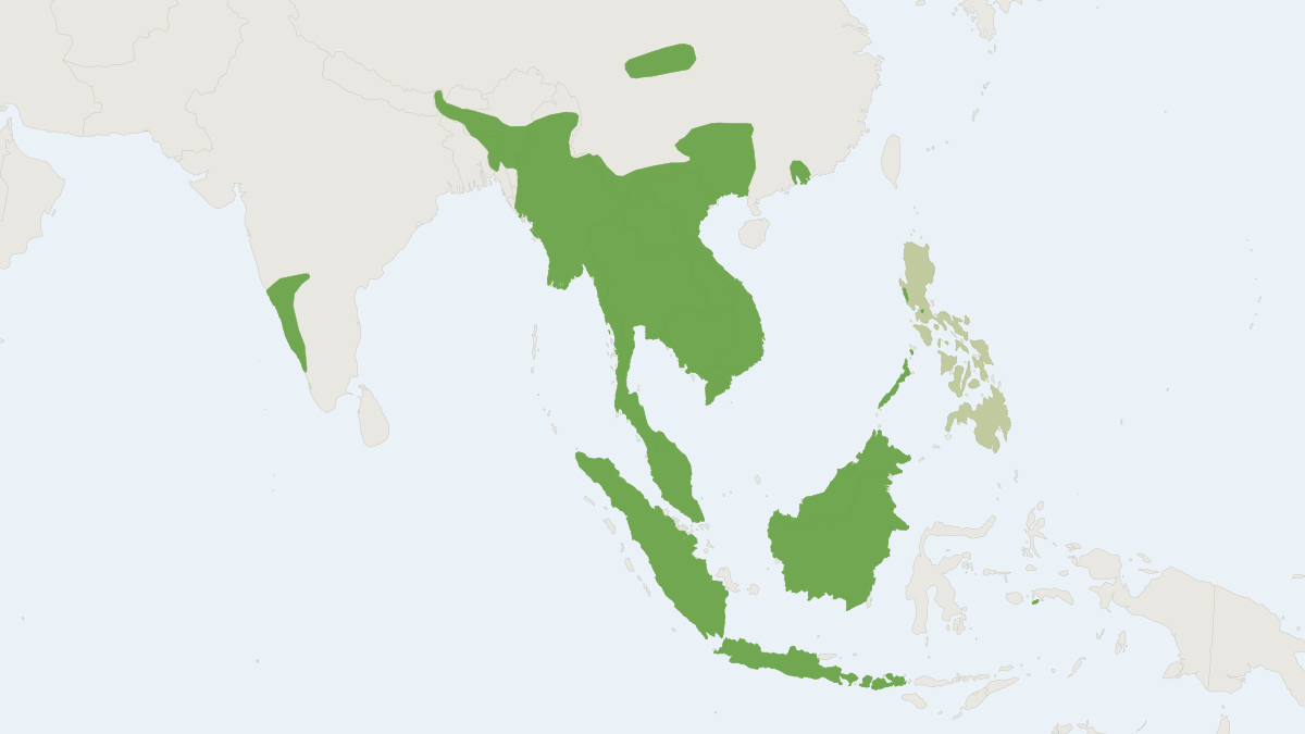 Range map of the Lesser Bamboo Bat (Tylonycteris pachypus)