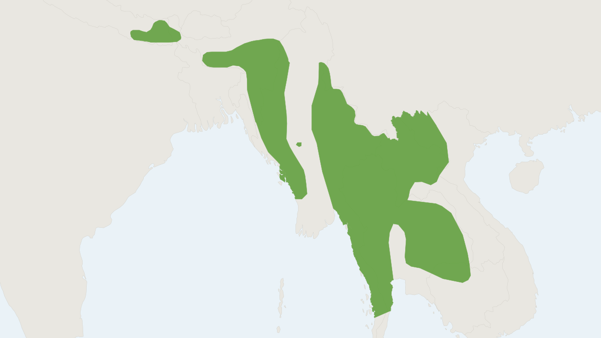 Range map of the Lesser Bamboo Rat (Cannomys badius) covering Bangladesh, Cambodia and China