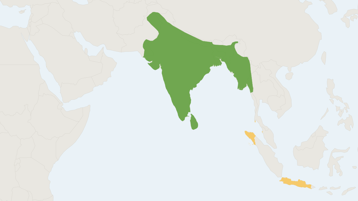 Range map of the Lesser Bandicoot Rat (Bandicota bengalensis) covering Bangladesh, India and Myanmar
