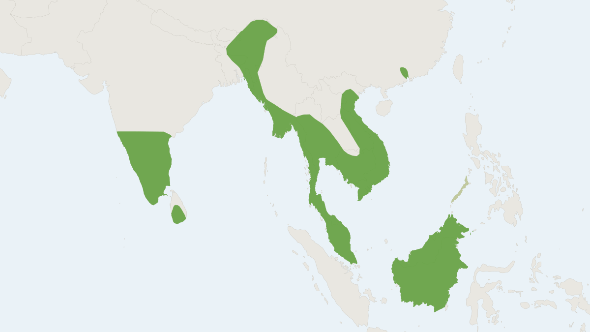 Range map of the Lesser Dog-faced Fruit Bat (Cynopterus brachyotis)